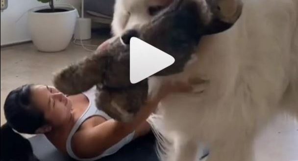 perro no deja hacer ejercicio a chica